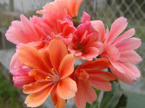 Lewisia cotyledon